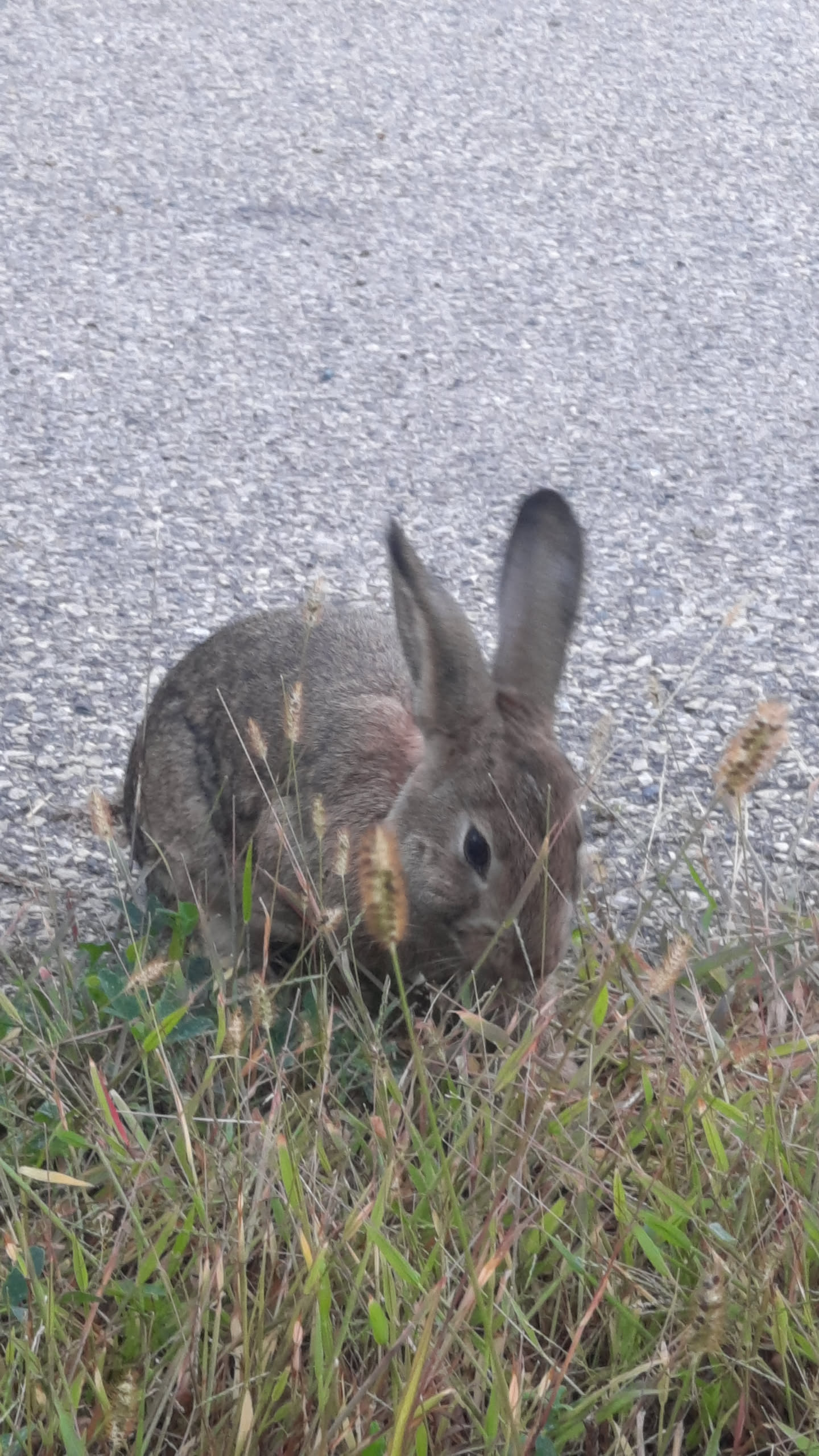rabbit eating weeds in the yard