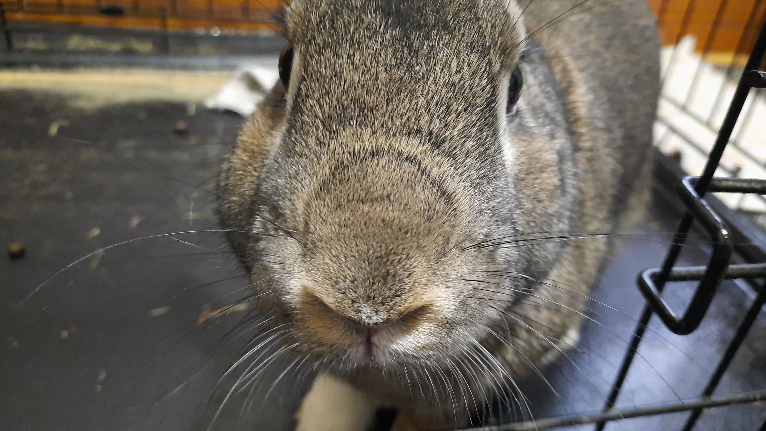 rabbit looking at camera but showing mainly his nose