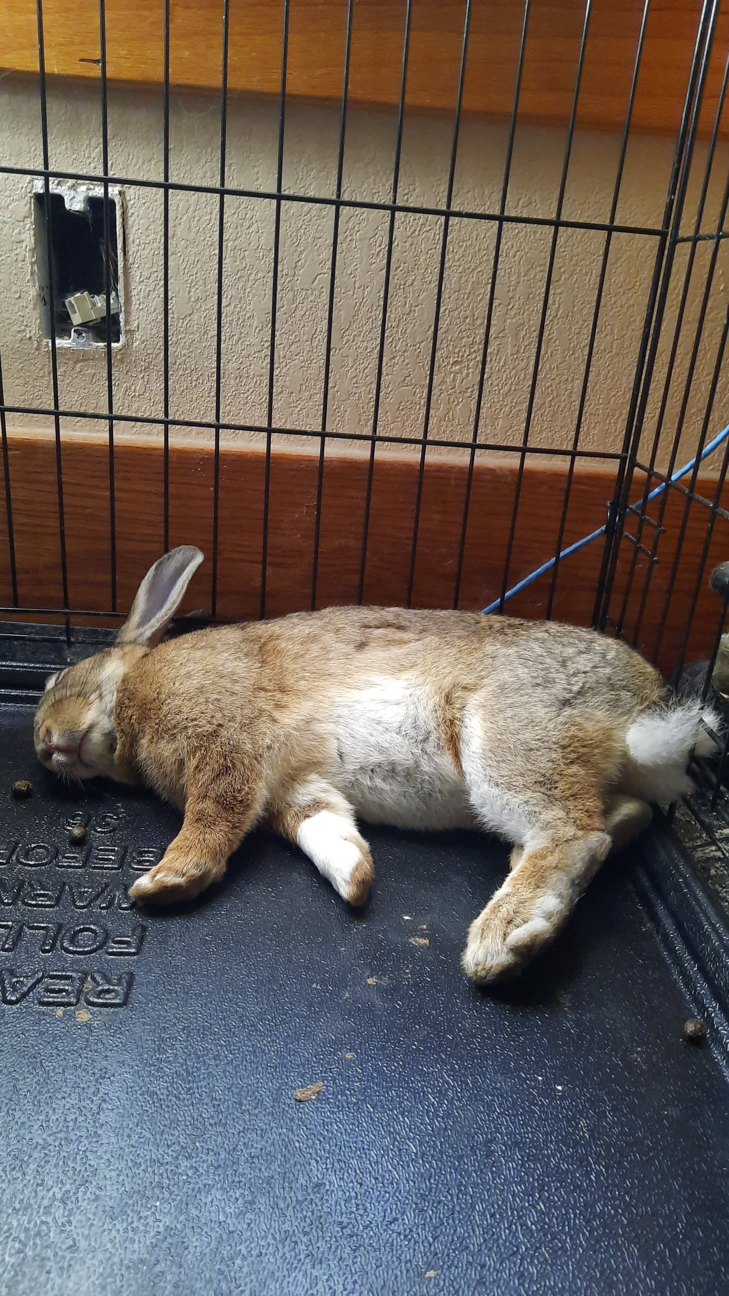 rabbit sleeping face down on floor