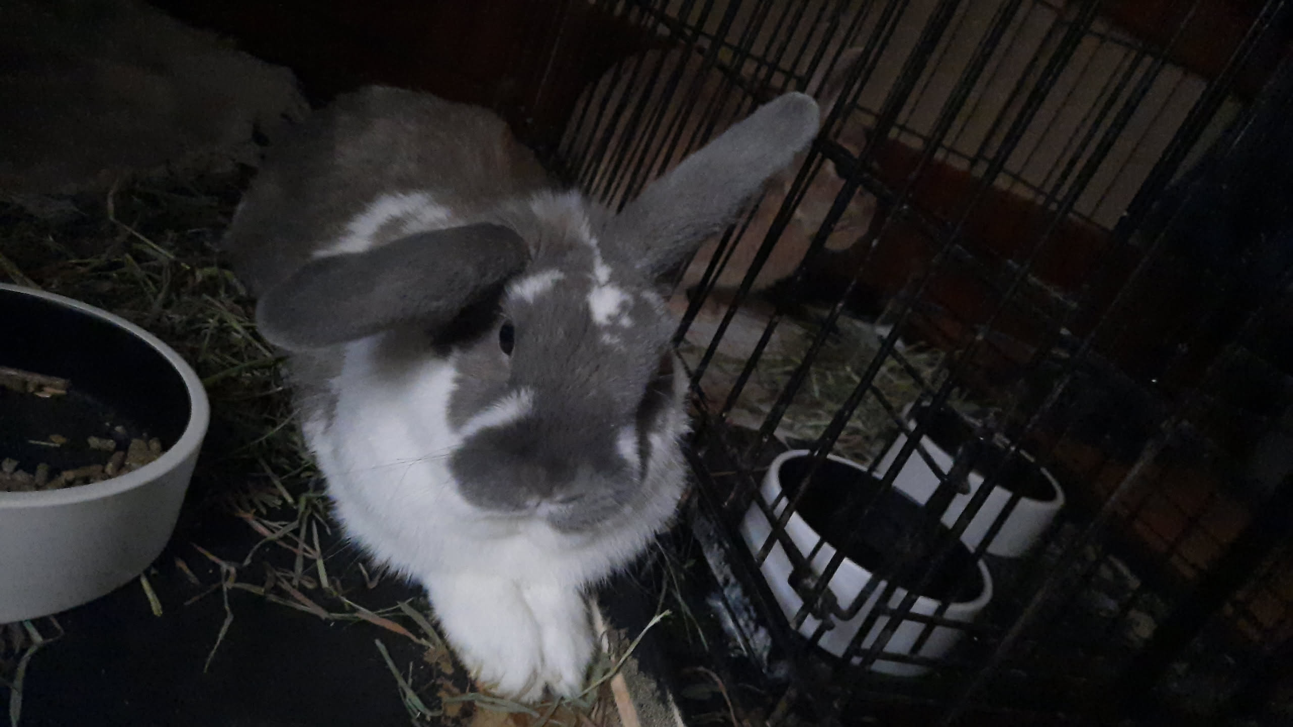 2 rabbits in their boxes