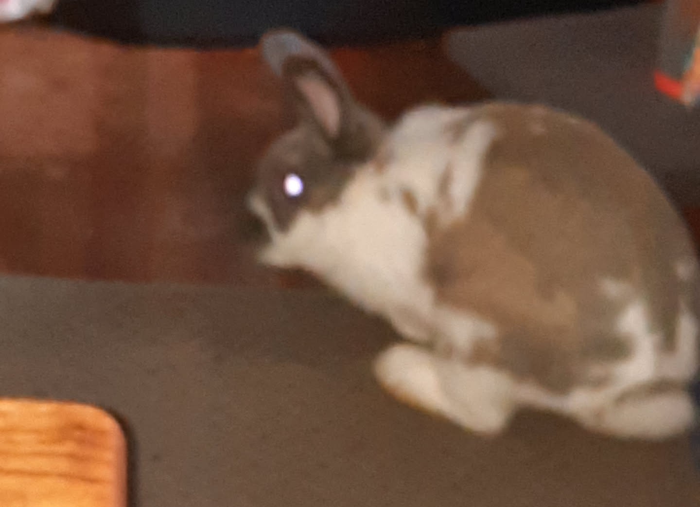 rabbit standing next to object on carpet looking at camera